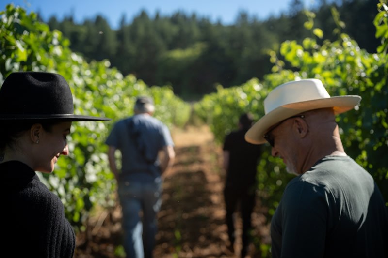 Walking a vineyard row in summer, fir forest beyond